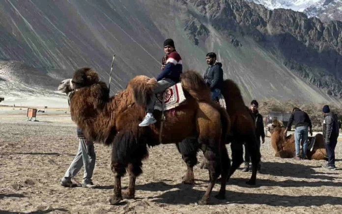 Bactrian Camels: Special Double-Humped ‘Silent Workhorses’ to Aid Indian Army in Ladakh’s High-Altitude Last-Mile Connectivity